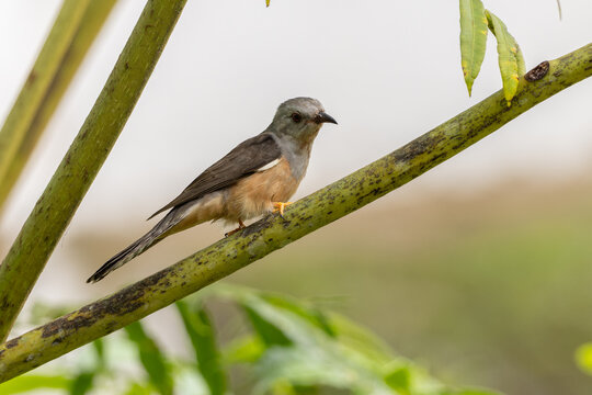 Plaintive Cuckoo also known as Cacomantis Merulinus perching on a branch