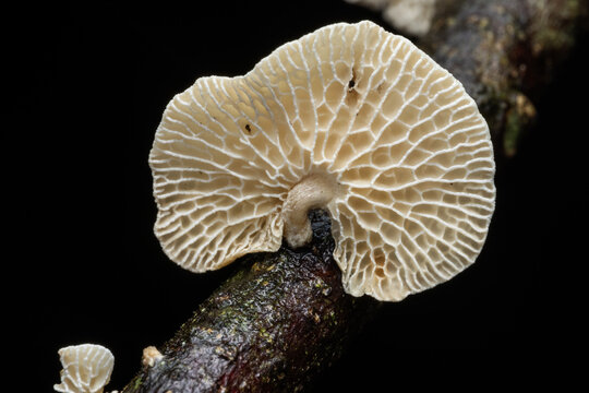 Marco image of white mushroom on the forest floor