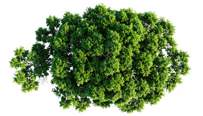 Obraz premium Overhead view of dense, green foliage against a transparent background