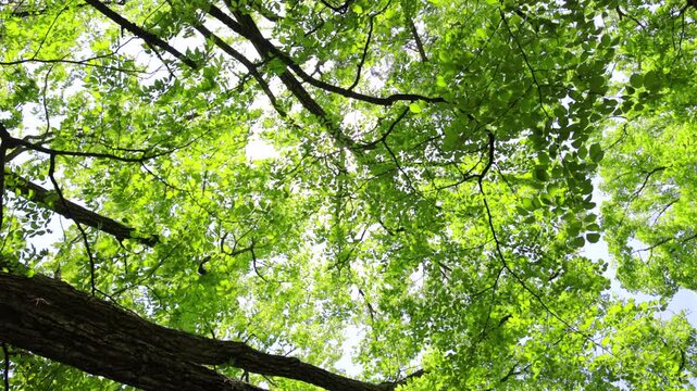 4K Slow motion low angle shot looking up at the sky while rotating 360 degrees in the forest of Karuizawa, Japan. Cinematic view of tall green trees spinning under a clear summer sky.