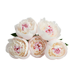 &ldquo;White Peony Still Life &ndash; Soft Pink Center Blooms Stock Image&rdquo;
