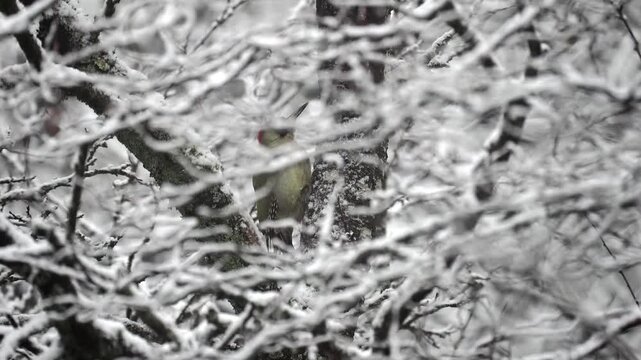 Gr&uuml;nspecht, Picus viridis