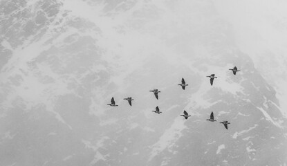 A flock of barnacle geese flies in formation over a snowy landscape, likely migrating during winter. © John