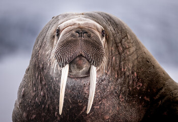 A close-up portrait of a walrus with prominent tusks and whiskers, its gaze directed forward against a muted, cloudy sky. © John