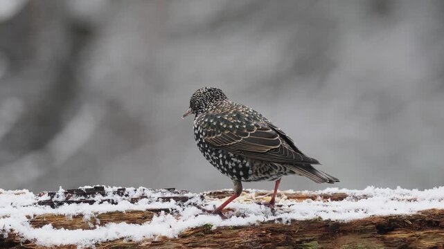 Star, Sturnus vulgaris
