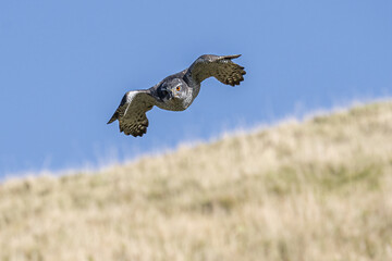 Fototapeta premium A Northern Goshawk flies low over a grassy hillside, its keen eyes scanning for prey.