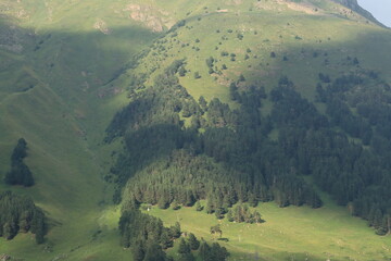  Pine Forest The Slopes
