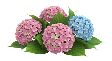 Pink and Blue Hydrangea Blooms with Green Leaves