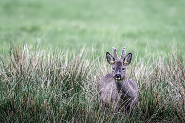 A young roe deer buck with velvet antlers stands alertly in tall grass, its gaze fixed forward, possibly observing its surroundings for potential threats or mates. © John
