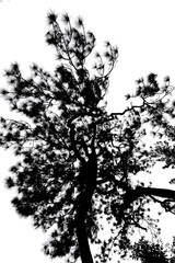 Fototapeta premium Vintage grunge tree silhouette vector illustration featuring black ink branches and floral leaf patterns within a dirty paint texture nature border