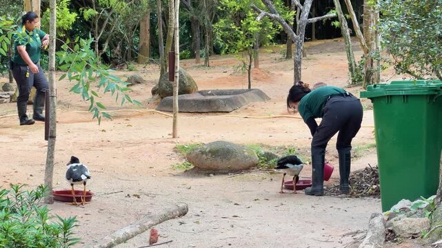 Zookeepers in Uniform Feeding Birds at the Singapore Zoo Enclosure