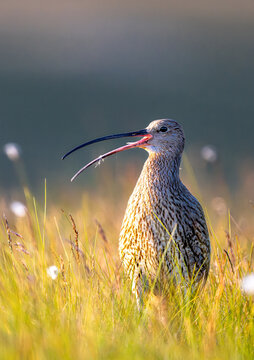A Eurasian curlew stands in a grassy field, its long beak open as if calling out. The bird is captured in soft, warm light, highlighting its speckled plumage.