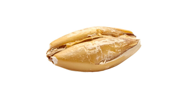 Isolated, close-up shot of a single, toasted, light-brown grain with textural detail