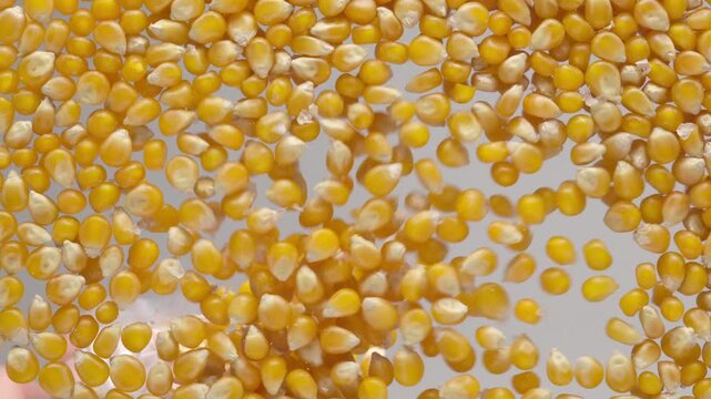 Dried yellow maize kernels covering the entire scene