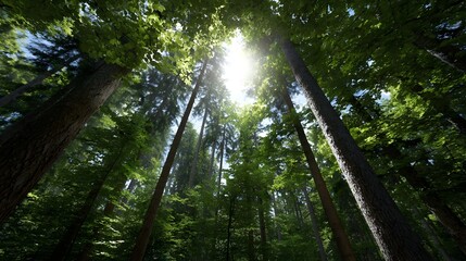 Fototapeta premium Looking up through a dense forest canopy as bright sunlight shines through the leaves
