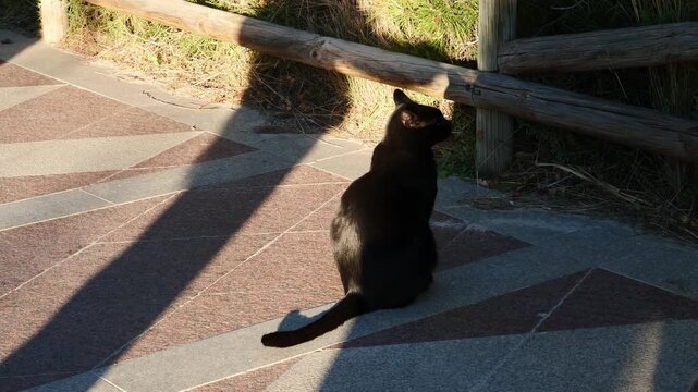 Shadow of a girl stroking the shadow of a cat. Slow motion x0,5.