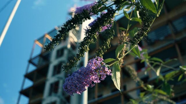 Purple butterfly bush flowers blooming with blurred building under construction in background. Urban nature and development contrast in Nantes district modernization project.