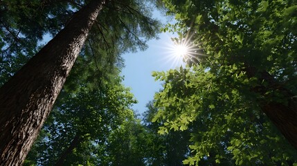 Fototapeta premium Sunlight filtering through a lush verdant forest canopy