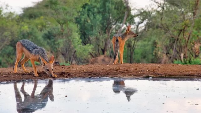 Two Black-backed jackals at a watering hole, one drinks while the other stands guard.
