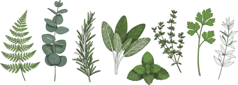 Botanical herb leaves collection with rosemary sage mint thyme eucalyptus and fern isolated on white background watercolor vector illustration set