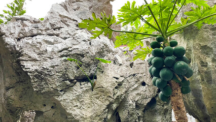 亜熱帯林と奇岩が織りなす神秘的な自然風景 沖縄 大石林山