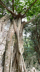 亜熱帯林と奇岩が織りなす神秘的な自然風景 沖縄 大石林山