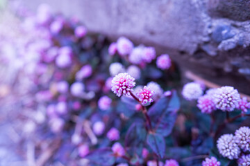 道端に咲くヒメツルソバ