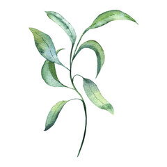 Obraz premium a winding branch with green leaves, a watercolor illustration for design, invitations, postcards, dishes, and textiles