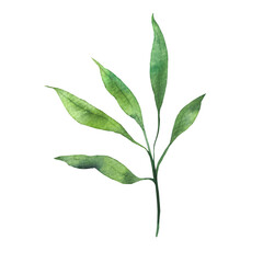 Fototapeta premium a branch with green leaves, watercolor illustration for design, postcards, invitations, dishes, and textiles