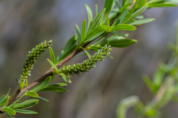 Fototapeta premium Willow blossoms emerging in springtime with vibrant green leaves against a serene background