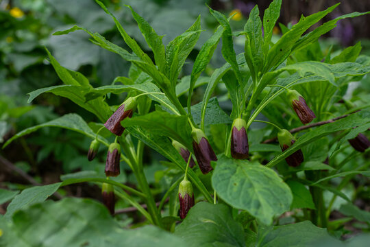 Exploring the beauty of Scopolia carniolica in a lush Slovenian forest during springtime