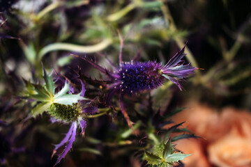 Purple sea holly blooms showcase sharp architectural structures. Eryngium blue hobbit, architectural plants, textural floristry.