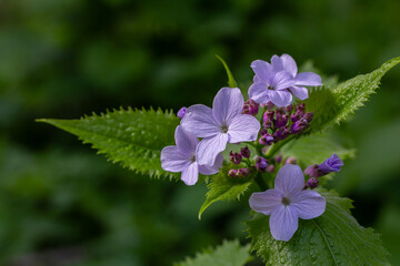Obraz premium Lunaria rediviva blooms gracefully among lush green foliage in a serene forest setting during springtime