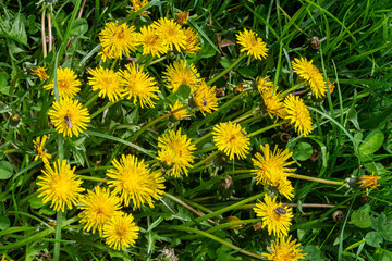 Yellow flowers of Common Dandelion bloom abundantly among lush green grass in a serene outdoor setting © Oleh Marchak