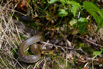 Fototapeta premium Aesculapian snake // Äskulapnatter (Zamenis longissimus) - Odenwald, Germany