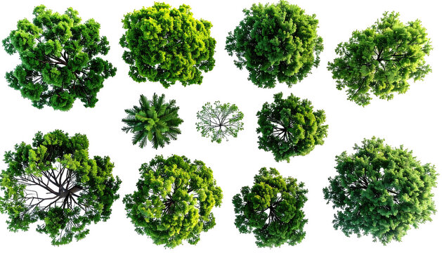 Overhead view of various green tree tops against a stark black background