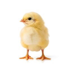 Obraz premium Adorable fluffy yellow chick standing on white background