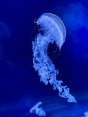 Single jellyfish close up floating in blue aquarium.  © Liudmyla