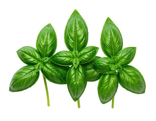 Three vibrant sprigs of fresh green basil, on a black background