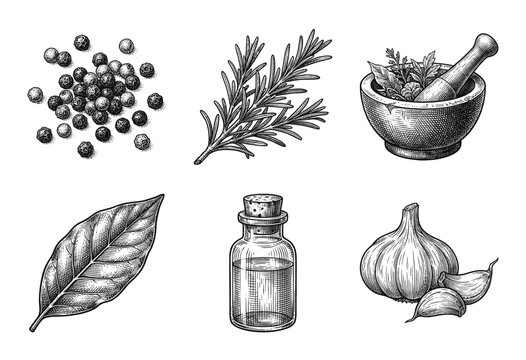 Vintage hand drawn culinary herbs and spices collection featuring garlic rosemary peppercorns and apothecary oil in a detailed woodcut engraving style.