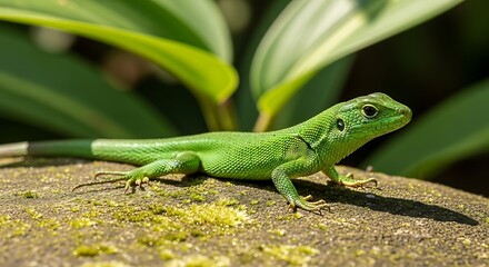 Fototapeta premium Green Lizard on Rock in Nature.