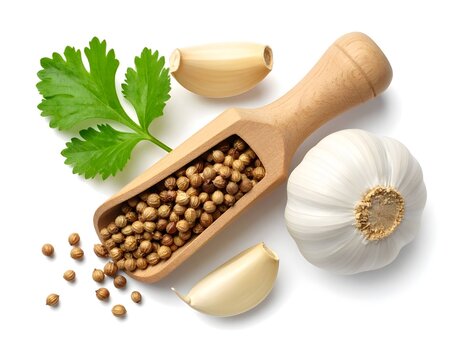 Wooden scoop of coriander seed with fresh garlic on white background