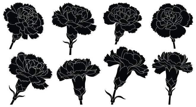 A collection of black carnation silhouettes in varying arrangements ideal for design projects on transparent background high quality professional detailed modern