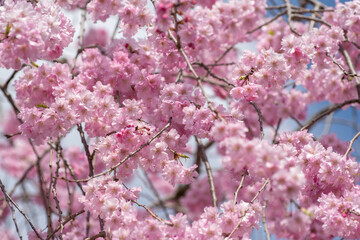 Obraz premium Weeping cherry blossom branches in full bloom in spring, Kitakata City, Japan
