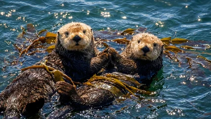 Two adorable sea otters float together holding paws amidst dark ocean kelp in bright sunlit water © VIRTA JUHO MIKKO