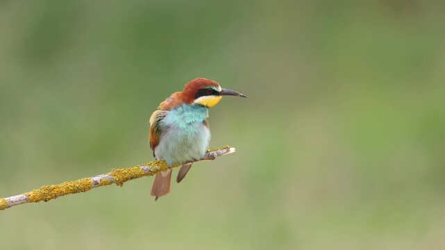 European Bee-Eater Merops apiaster perched on branch near breeding colony. Wildlife scene of Nature in Northern Poland - Europe, summer time