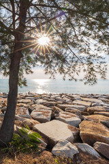 The sun is shining through the pine tree on the stone beach.