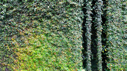 緑に覆われた壁面を彩るツタ植物のテクスチャ