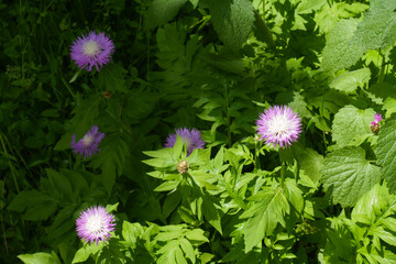Couple of pink flowers of Centaurea dealbata in May © Anna