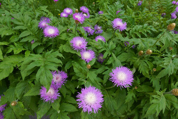 Many pink flowers of Centaurea dealbata in May © Anna